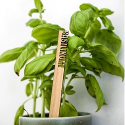 Krydderurte sticks - enkeltvis