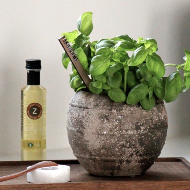 Krydderurte sticks - st