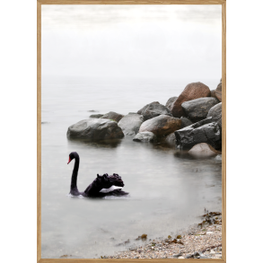 SORT SVANE - NATURPLAKAT MED DYR