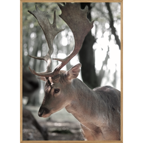 DDYR - NATURPLAKAT MED DYR