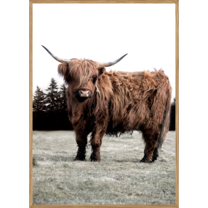 SKOTSK SKNHED - NATURPLAKAT MED DYR