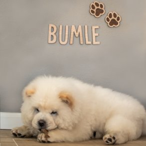 hundeskilt type 2 inkl. graverede poter