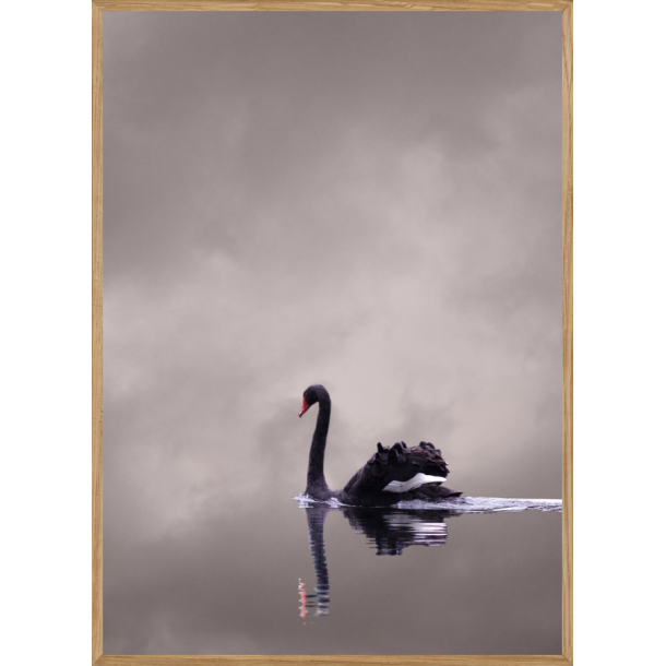 SWAN - BRNEPLAKAT