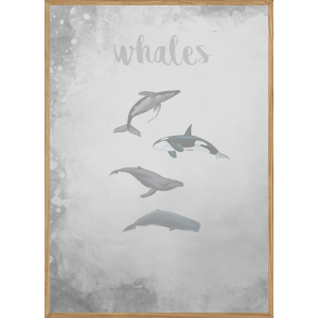WHALES GREY - BRNEPLAKAT