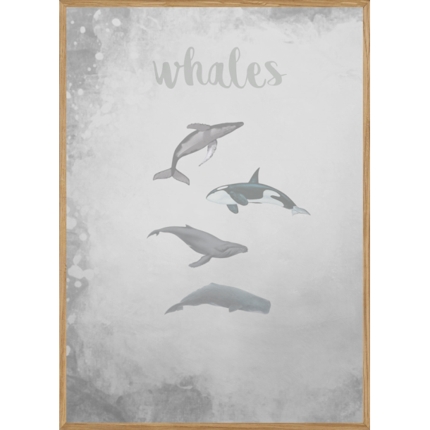 WHALES GREY - BRNEPLAKAT